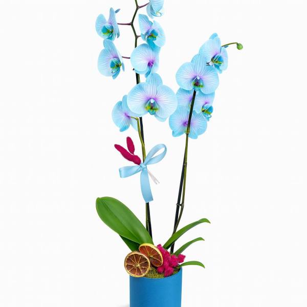 Çift Balonlu Sakız Orkide