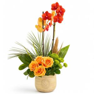 Tatlı Enerji Lüks Orkide