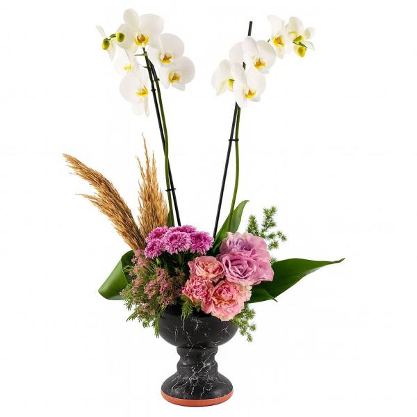 Premium Sense Orkide