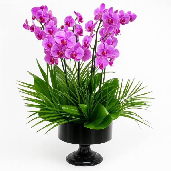 6 Dallı Mor Orkide
