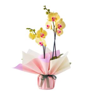 Çift Dallı Sarı Orkide