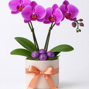 Mor Orkide Saksı