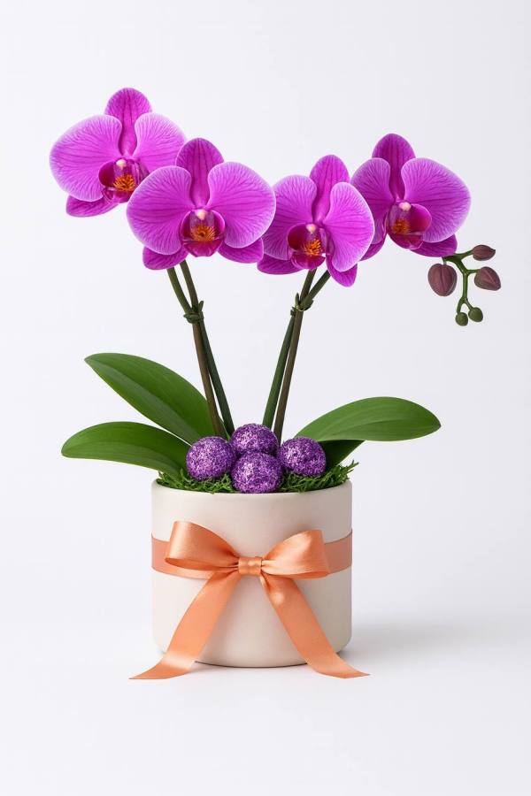 Mor Orkide Saksı