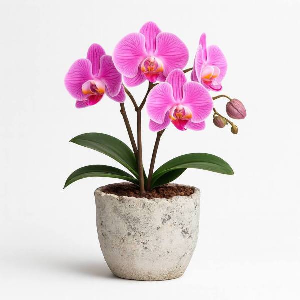 Çift Dallı Mor Orkide Vazo